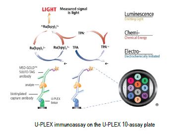 Biotinylated capture antibodies are coupled to one of ten unique U-PLEX linkers, which self-assemble onto unique spots on the U-PLEX plate